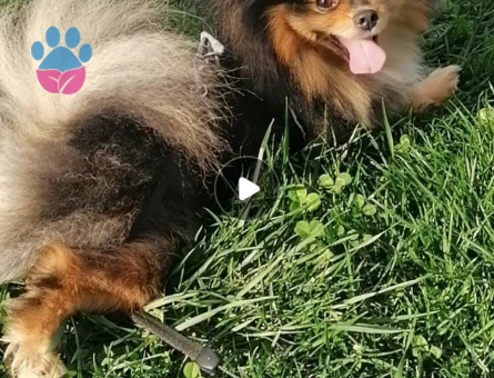 Pomeranian Boo 1.5 Yaşında Köpeğime Eş Arıyorum