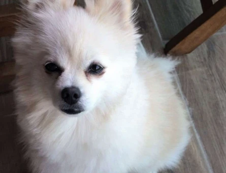 Pomeranian Boo Erkek Köpeğime Eş Arıyorum - 5897