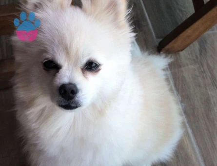 Pomeranian Boo Erkek Köpeğime Eş Arıyorum