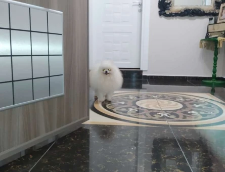Pomeranian Boo  Oğlumuza Eş Arıyoruz - 5955