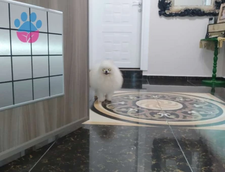 Pomeranian Boo  Oğlumuza Eş Arıyoruz