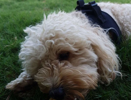 Toy Poodle Oğluma Eş Arıyorum - 5970