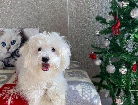 Maltese Terrier 2 Yaşındaki Oğluma Eş Arıyorum - 6006