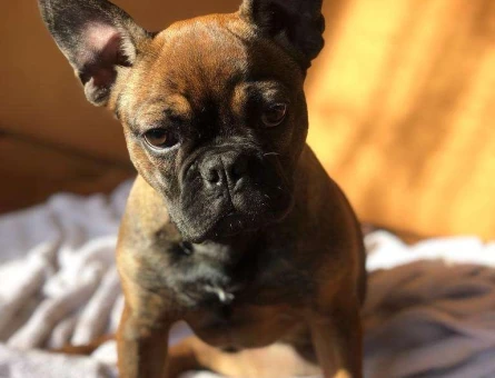 French Bulldog 8 Aylık Oğlumuz Eş Arıyor - 6026