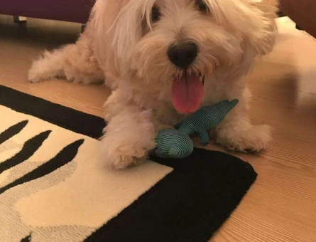 Maltese Terrier Leo Eş Arıyor 5 Yaşında - 6053