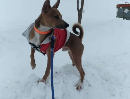 Chihuahua 1 Yaşındaki Oğluma Eş Arıyorum - 6108