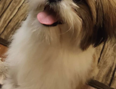 Shih Tzu 1,5 Yaşında Oğluma Eş Arıyorum - 610