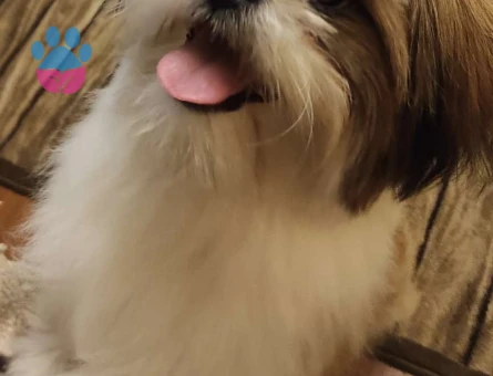 Shih Tzu 1,5 Yaşında Oğluma Eş Arıyorum