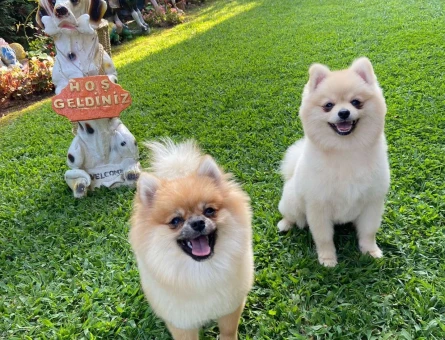 Pomeranian Boo 1 Yaşındaki Oğluma Eş Arıyorum - 6119