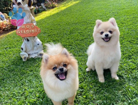 Pomeranian Boo 1 Yaşındaki Oğluma Eş Arıyorum