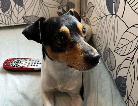 Jack Russell 2 Yaşında Oğlumuza Eş Arıyoruz - 6199