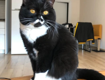 British Shorthair 5 Yaşında Oğluma Eş Arıyorum - 6220