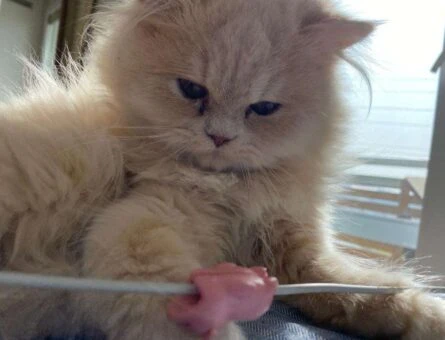 Chinchilla Oğlum Arthura Gelin Arıyoruz - 624