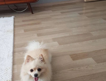 Pomeranian Boo 1,5 Yaşında Kızgınlıkta - 6278