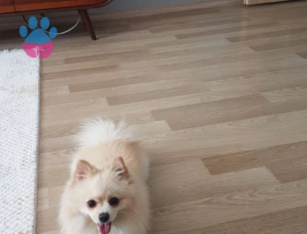 Pomeranian Boo 1,5 Yaşında Kızgınlıkta