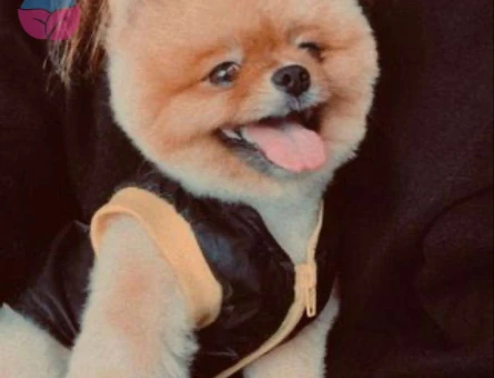Pomeranian Boo Yakışıklı Oğlumuza Eş Arıyoruz - 6313