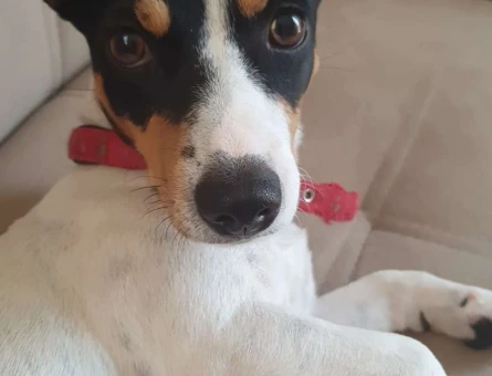 Safkan Jack Russell Cinsi Köpeğime Erkek Eş Arıyorum - 6316