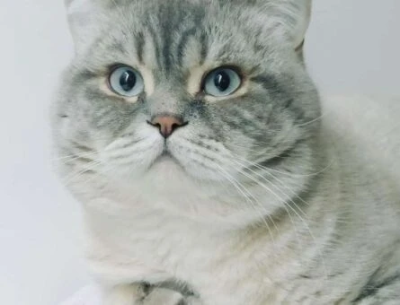British Shorthair Lnyx Point Oğluma Eş Arıyorum - 632