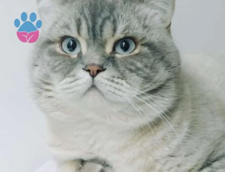 British Shorthair Lnyx Point Oğluma Eş Arıyorum