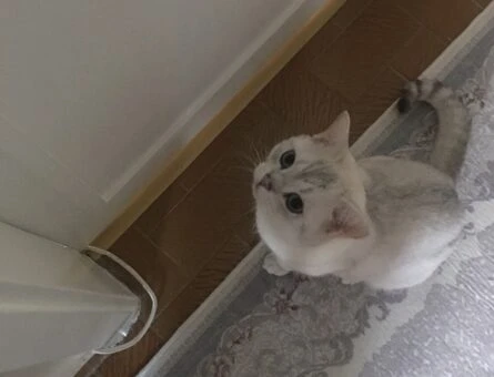 Safkan British Shorthair Silver Oğluma Gelin Arıyorum - 6345
