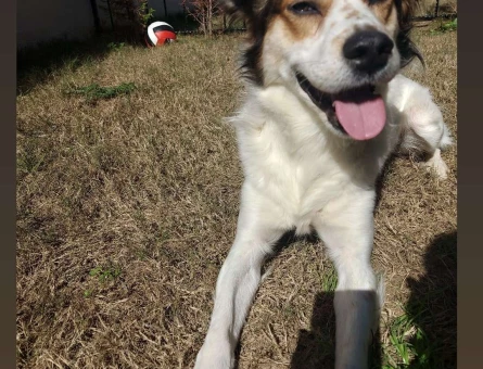 Border Collie Milka Oğlumuza Eş Arıyoruz - 6369