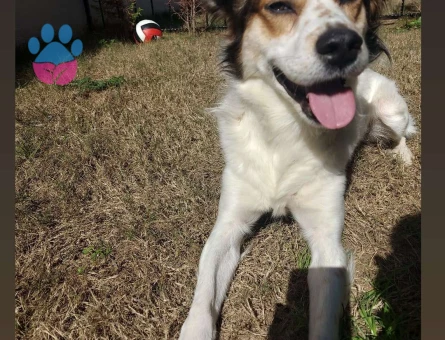 Border Collie Milka Oğlumuza Eş Arıyoruz