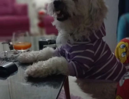 Maltese Terrier 3 Yaşındaki Oğlumuza Eş Arıyoruz - 6423