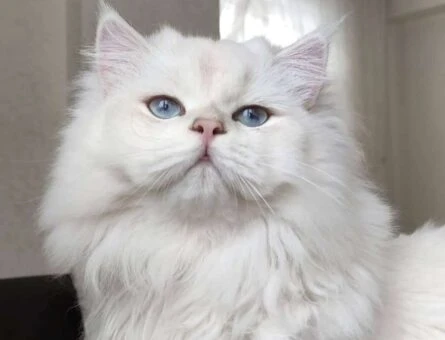 British Longhair Mavi Gözlü Oğlumuza Eş Arıyoruz - 644