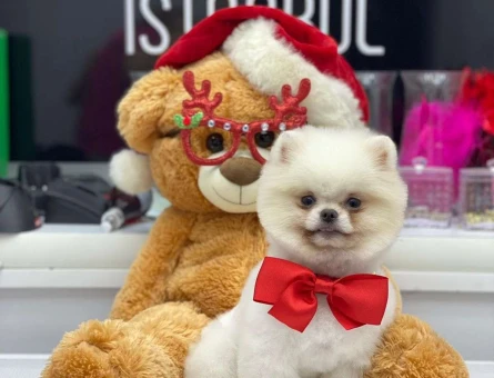 Pomeranian Boo Oğlumuza Eş Arıyoruz - 6459