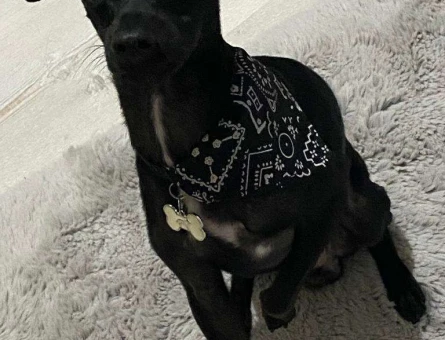 Minyatür Pinscher Merline Partner Arıyoruz - 6500