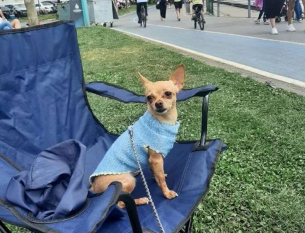 Chihuahua Cinsi Fındık Hanıma Eş Arıyoruz - 6545