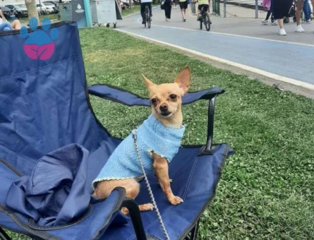 Chihuahua Cinsi Fındık Hanıma Eş Arıyoruz