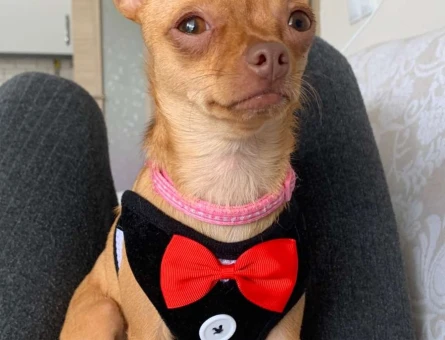 Chihuahua Prensesimize Eş Arıyoruz  16 Aylık - 6571