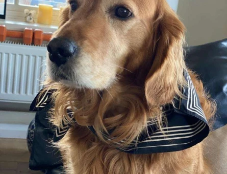 Golden Retriever 6 Yaşındaki Oğlum Junior Eş Arıyor - 6584