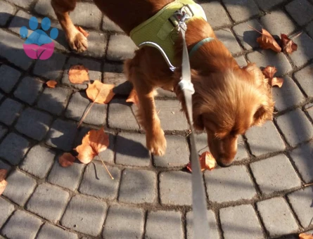 English Cocker Oğlumuza Gelin Adayı Aranıyor