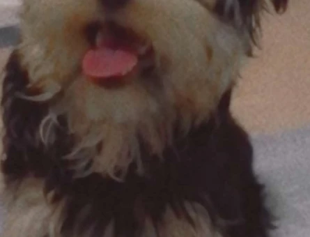 Yorkshire Terrier 9 Aylık Köpeğime Dişi Arıyorum - 6751