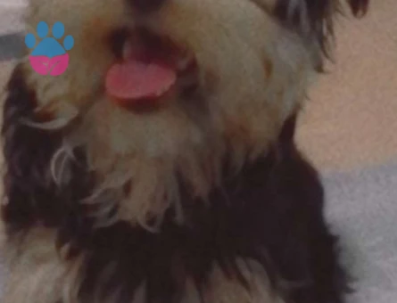 Yorkshire Terrier 9 Aylık Köpeğime Dişi Arıyorum