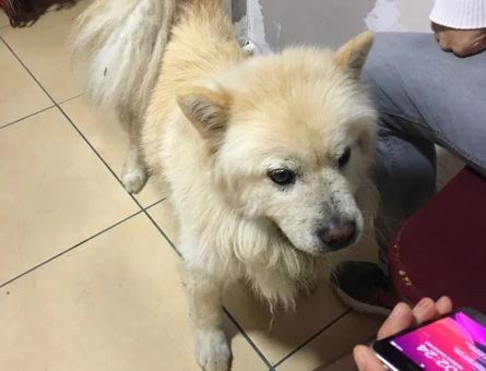 Chow Chow 3 Yaşında Oğlumuza Eş Arıyoruz - 6803