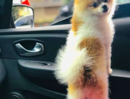 Pomeranian Boo 1 Yaşında Kızgınlıkta - 6808