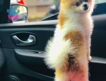 Pomeranian Boo 1 Yaşında Kızgınlıkta