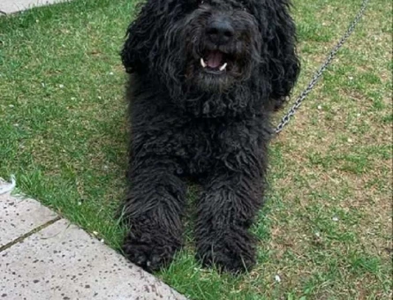 Toy Poodle 7 Yaşındaki Oğluma Eş Arıyorum - 6809