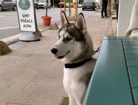 Husky Cinsi Oğlumuza Eş Arıyoruz - 6829