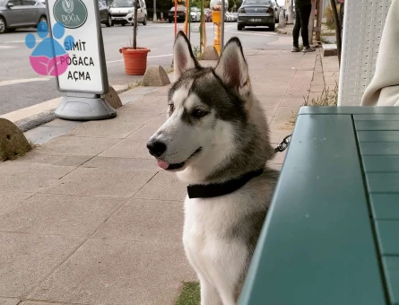 Husky Cinsi Oğlumuza Eş Arıyoruz