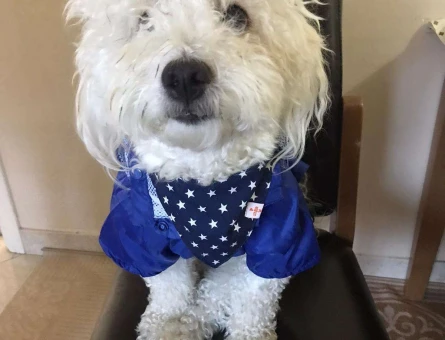 Maltese Terrier 2 Yaşında Oğlumuza Dişi Arıyoruz - 6849