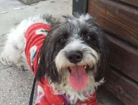 Maltese Terrier 2 Yaşındaki Kızımıza Eş Arıyoruz - 6865