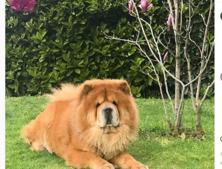 Chow Chow Yavrum İçin Dişi Eş Arıyorum - 6869