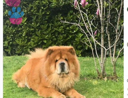 Chow Chow Yavrum İçin Dişi Eş Arıyorum