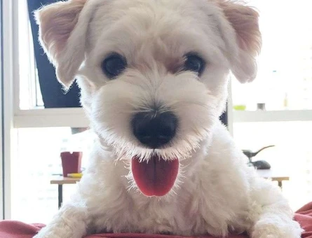 Maltese Terrier 2 Yaşında Oğlumuza Eş Arıyorum - 6888