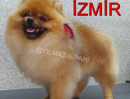 Pomeranian Boo Oğlumuza İzmir İçi Eş Arıyoruz - 6900