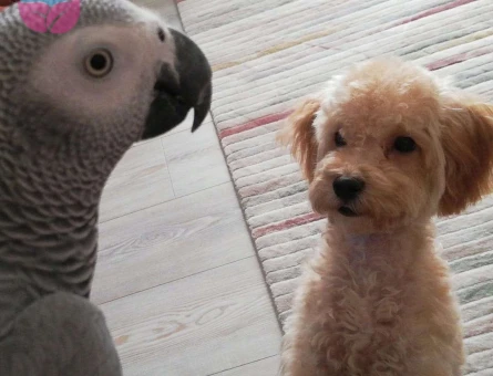 Barney 7 Aylık Erkek Toy Poodle - 6924